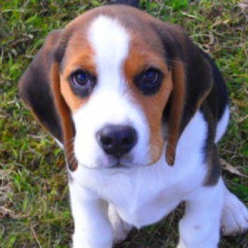 Das Bild zeigt den Hund eines unserer Kunden