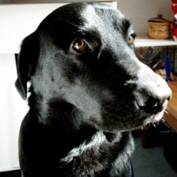 Das Bild zeigt den Hund eines unserer Kunden