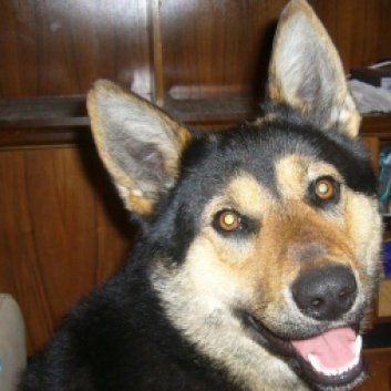 Das Bild zeigt den Hund eines unserer Kunden