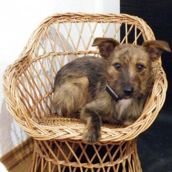 Das Bild zeigt den Hund eines unserer Kunden