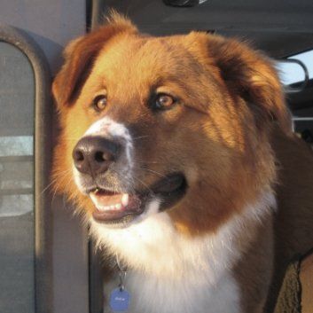 Das Bild zeigt den Hund eines unserer Kunden