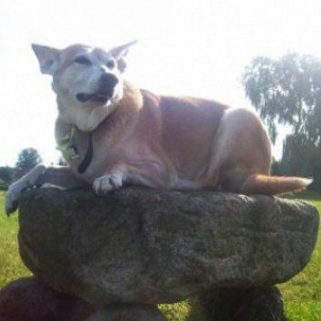 Das Bild zeigt den Hund eines unserer Kunden