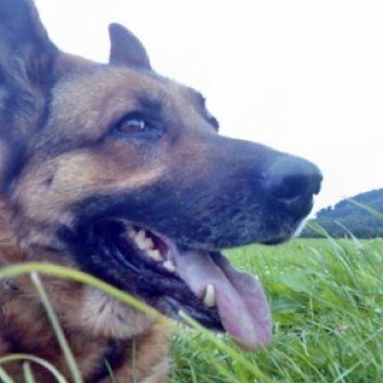 Das Bild zeigt den Hund eines unserer Kunden