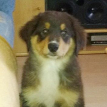 Das Bild zeigt den Hund eines unserer Kunden