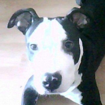 Das Bild zeigt den Hund eines unserer Kunden