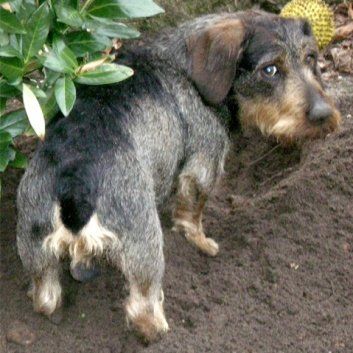 Das Bild zeigt den Hund eines unserer Kunden