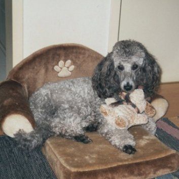 Das Bild zeigt den Hund eines unserer Kunden