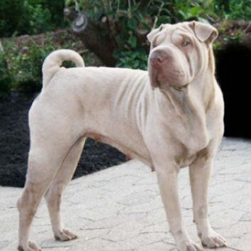 Das Bild zeigt den Hund eines unserer Kunden