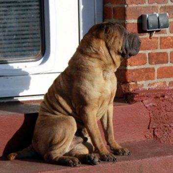 Das Bild zeigt den Hund eines unserer Kunden