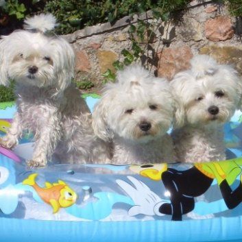 Das Bild zeigt den Hund eines unserer Kunden