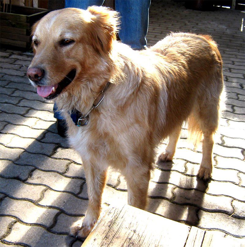 Das Bild zeigt den Hund eines unserer Kunden