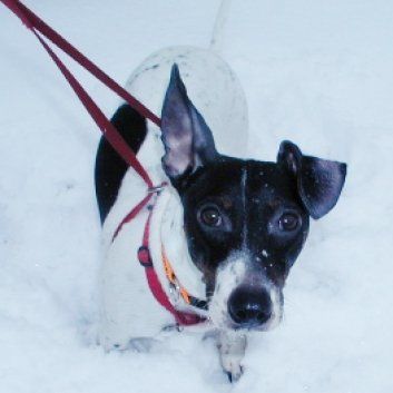 Das Bild zeigt den Hund eines unserer Kunden