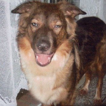 Das Bild zeigt den Hund eines unserer Kunden