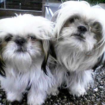 Das Bild zeigt den Hund eines unserer Kunden