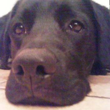 Das Bild zeigt den Hund eines unserer Kunden