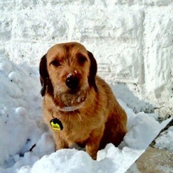 Das Bild zeigt den Hund eines unserer Kunden