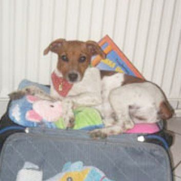 Das Bild zeigt den Hund eines unserer Kunden