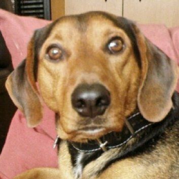 Das Bild zeigt den Hund eines unserer Kunden