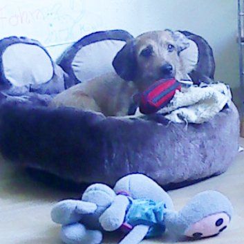 Das Bild zeigt den Hund eines unserer Kunden