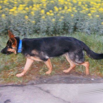 Das Bild zeigt den Hund eines unserer Kunden