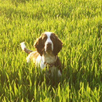 Das Bild zeigt den Hund eines unserer Kunden