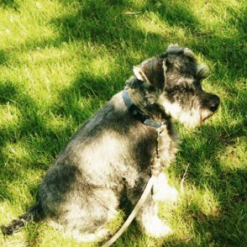 Das Bild zeigt den Hund eines unserer Kunden