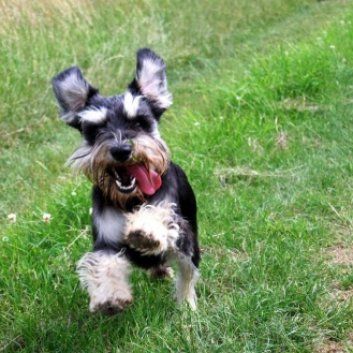 Das Bild zeigt den Hund eines unserer Kunden