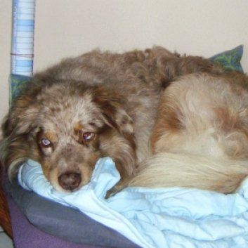 Das Bild zeigt den Hund eines unserer Kunden