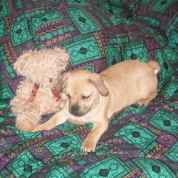 Das Bild zeigt den Hund eines unserer Kunden