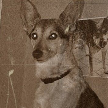 Das Bild zeigt den Hund eines unserer Kunden