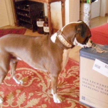 Das Bild zeigt den Hund eines unserer Kunden