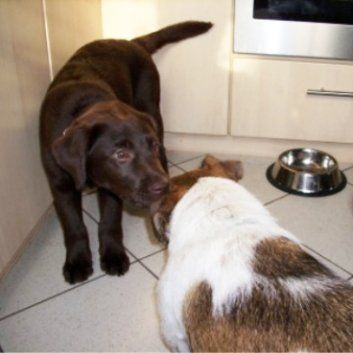 Das Bild zeigt den Hund eines unserer Kunden