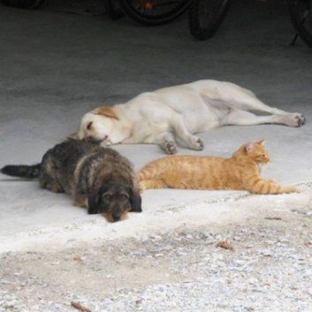 Das Bild zeigt den Hund eines unserer Kunden