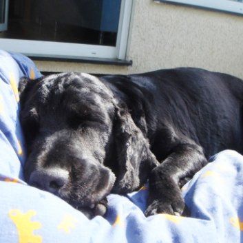 Das Bild zeigt den Hund eines unserer Kunden