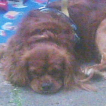 Das Bild zeigt den Hund eines unserer Kunden