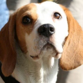 Das Bild zeigt den Hund eines unserer Kunden