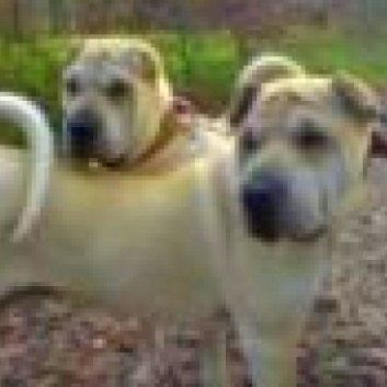 Das Bild zeigt den Hund eines unserer Kunden