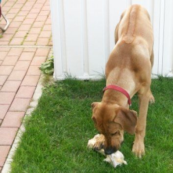 Das Bild zeigt den Hund eines unserer Kunden