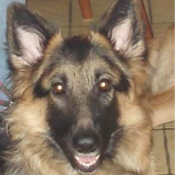 Das Bild zeigt den Hund eines unserer Kunden