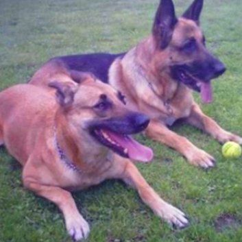 Das Bild zeigt den Hund eines unserer Kunden