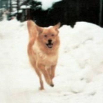 Das Bild zeigt den Hund eines unserer Kunden