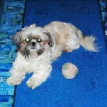 Das Bild zeigt den Hund eines unserer Kunden