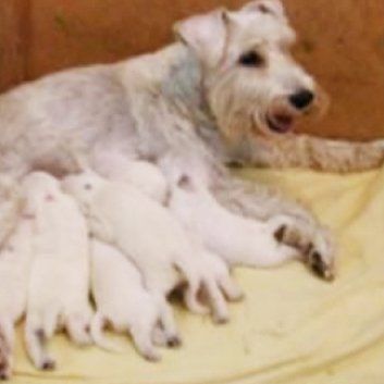 Das Bild zeigt den Hund eines unserer Kunden