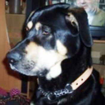 Das Bild zeigt den Hund eines unserer Kunden