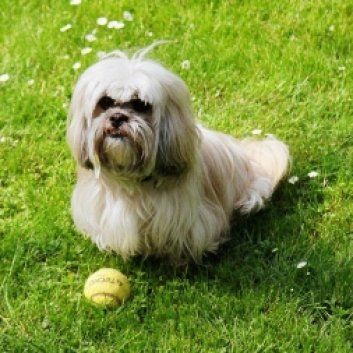 Das Bild zeigt den Hund eines unserer Kunden