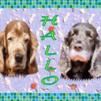 Das Bild zeigt den Hund eines unserer Kunden