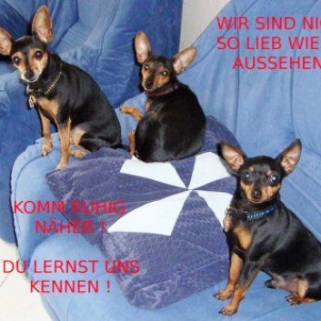 Das Bild zeigt den Hund eines unserer Kunden