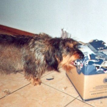 Das Bild zeigt den Hund eines unserer Kunden