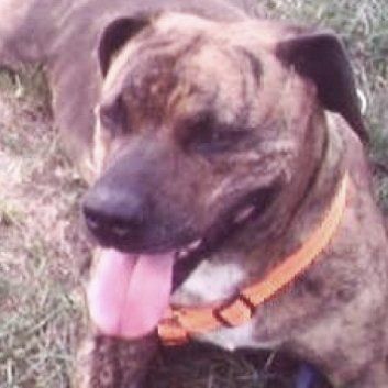 Das Bild zeigt den Hund eines unserer Kunden