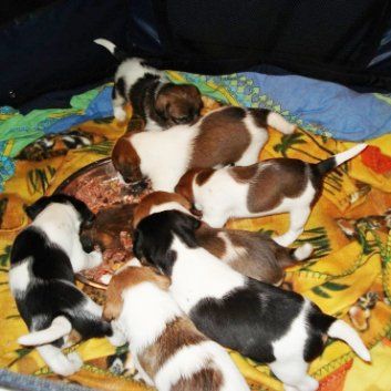 Das Bild zeigt den Hund eines unserer Kunden